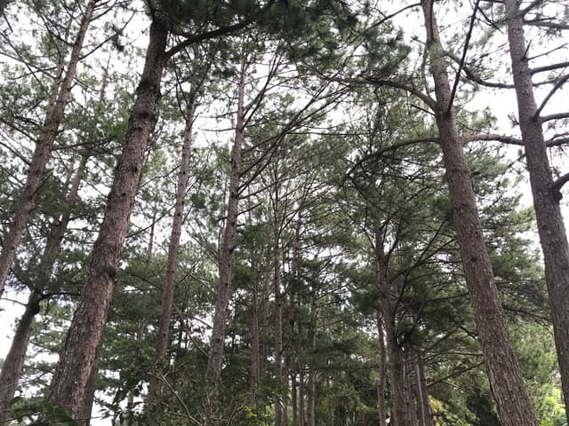 Review 4 tháng tìm ý nghĩa cuộc sống ở Đà Lạt